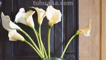 花艺小课堂：50种鲜切花花语