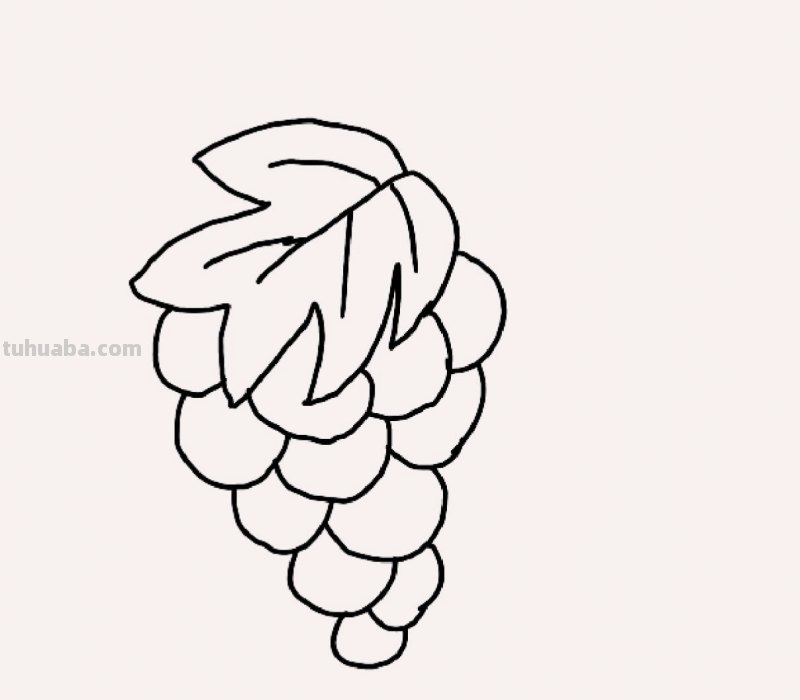 葡萄树怎么画简笔画(葡萄树怎么画简笔画图片) 葡萄树怎么画简笔画(葡萄树怎么画简笔画图片)