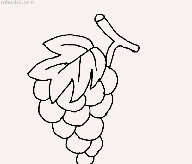 葡萄树怎么画简笔画(葡萄树怎么画简笔画图片) 葡萄树怎么画简笔画(葡萄树怎么画简笔画图片)