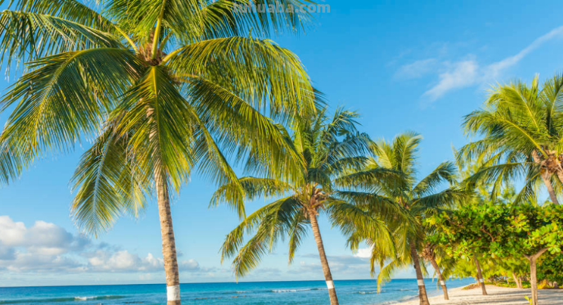 夏天是什么季节?
