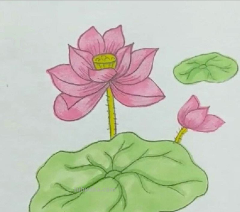 荷花手抄报怎么画图片（荷花手抄报怎么画图片大全）