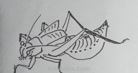 知了怎么画简笔画(知了怎么画简笔画好看) 知了怎么画简笔画(知了怎么画简笔画好看)
