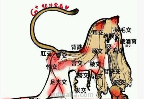 一张图片上面有兽耳娘,身体各种部位都有*交的图