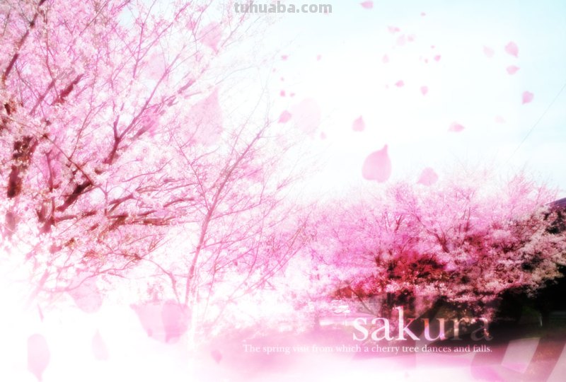 在樱花下的白色头发,穿白色和服的动漫少女的图片?(有白色眼睛的就更好...