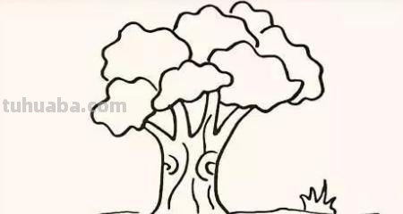 大树怎么画简笔画图片(大树怎么画简笔画图片 一步一步) 大树怎么画简笔画图片(大树怎么画简笔画图片 一步一步)