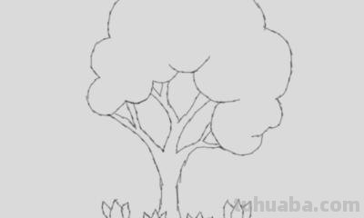 大树怎么画简笔画图片(大树怎么画简笔画图片 一步一步) 大树怎么画简笔画图片(大树怎么画简笔画图片 一步一步)