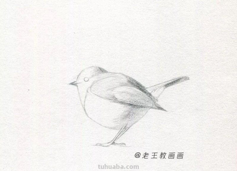 零基础也能画好素描，教你画一只鸟儿