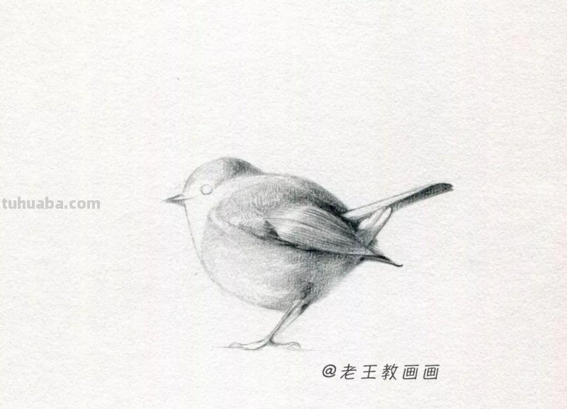 零基础也能画好素描，教你画一只鸟儿