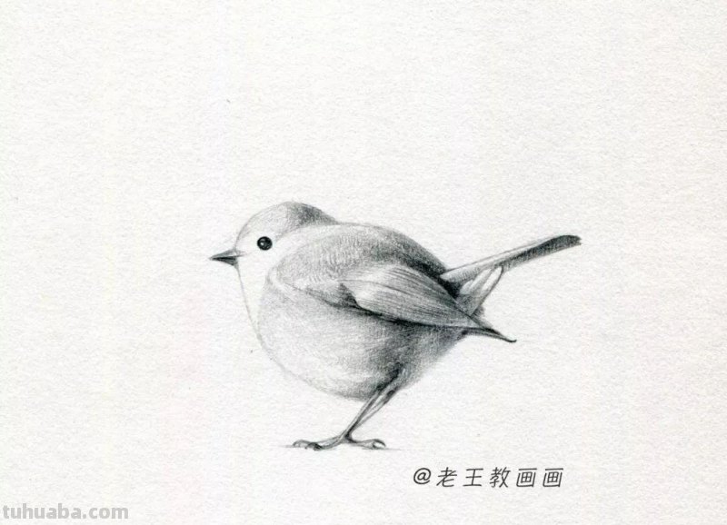 零基础也能画好素描，教你画一只鸟儿