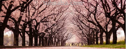 有哪些少女心爆棚的壁纸值得分享呢?