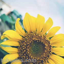 有哪些充满少女心的壁纸可以分享?