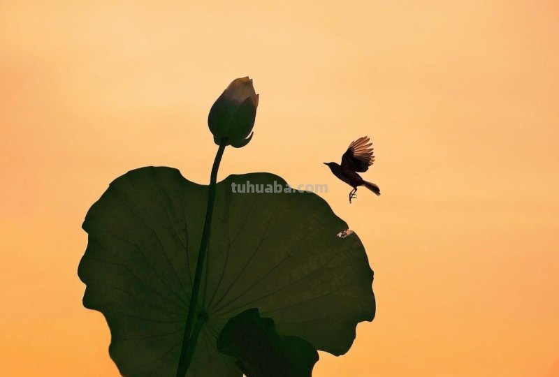 19张普通人拍出来的好照片：前三张构图真是绝，学起来