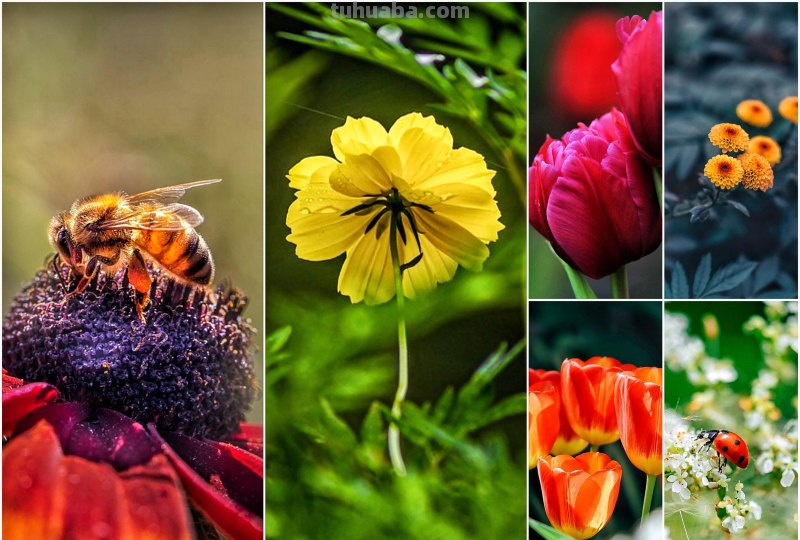 用2个字就够了，拍花朵照片想好看，摄影技巧要简单