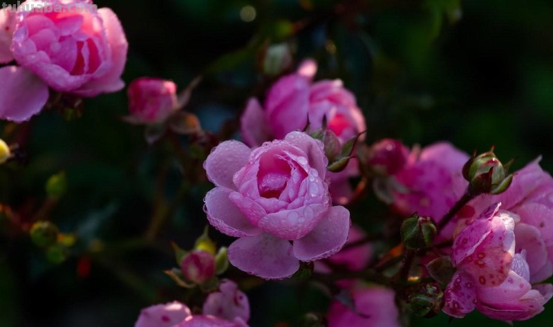 用2个字就够了，拍花朵照片想好看，摄影技巧要简单