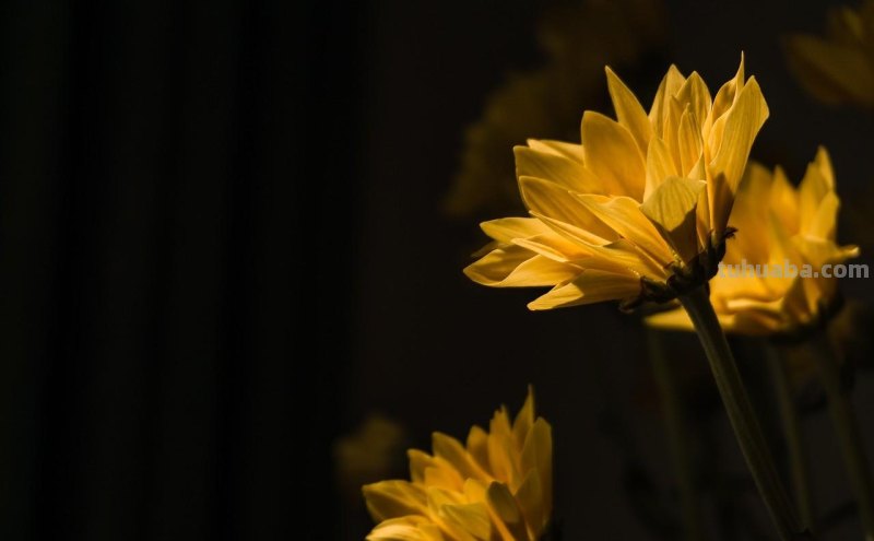 用2个字就够了，拍花朵照片想好看，摄影技巧要简单