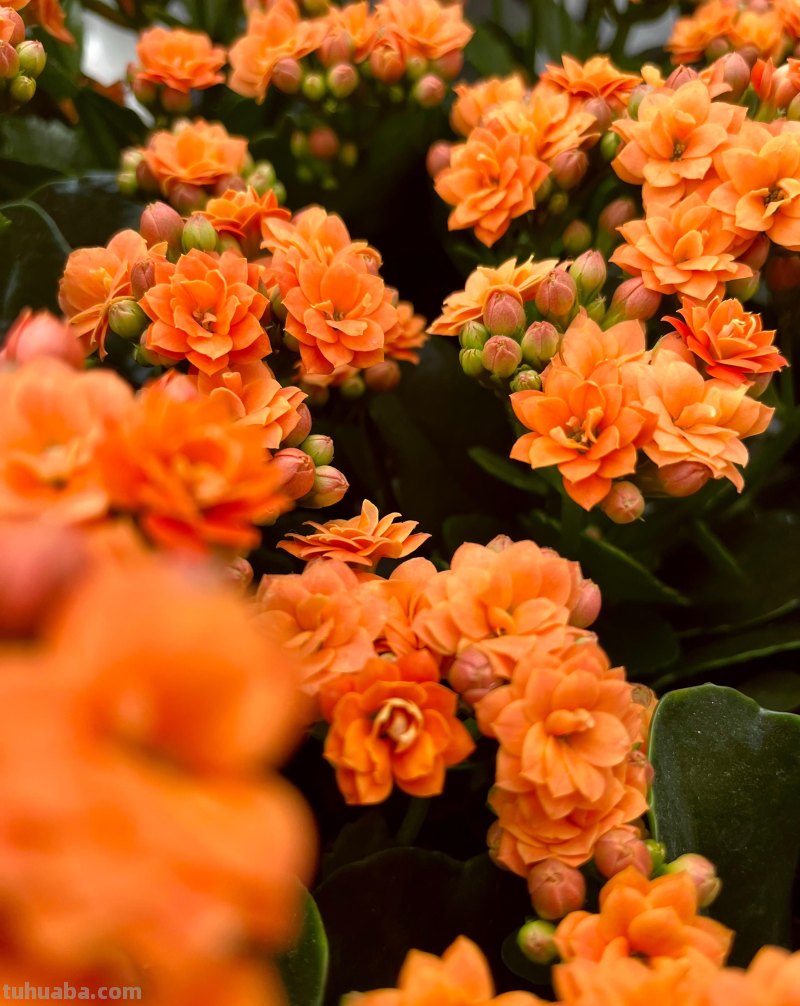 用2个字就够了，拍花朵照片想好看，摄影技巧要简单