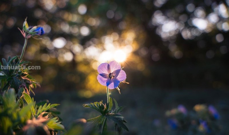 用2个字就够了，拍花朵照片想好看，摄影技巧要简单