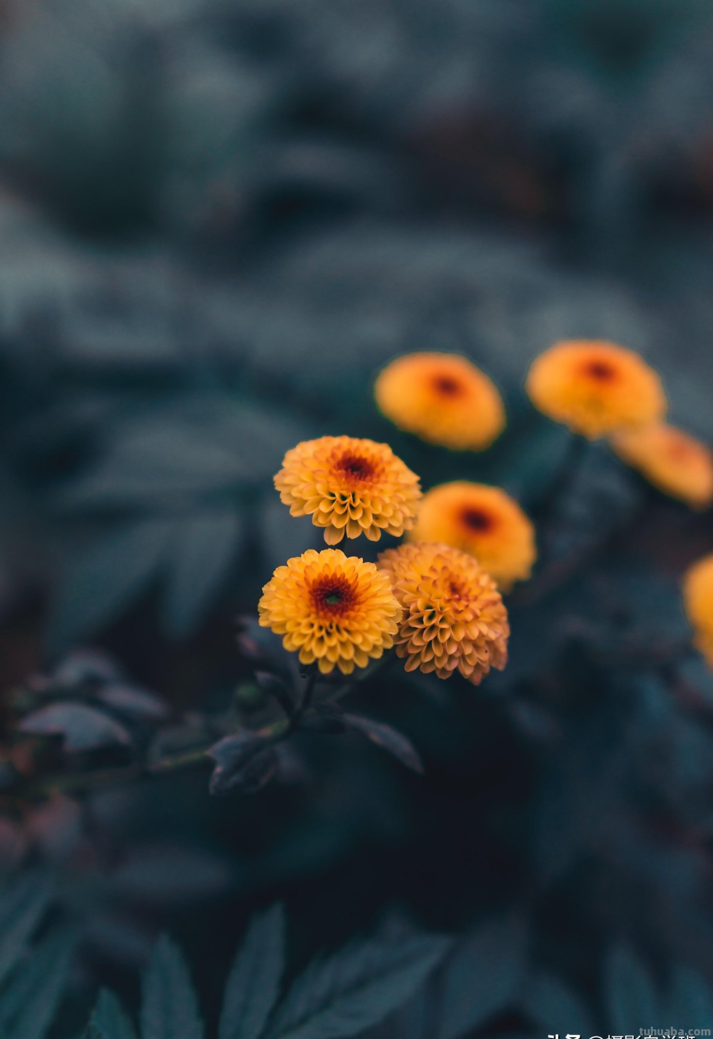 用2个字就够了，拍花朵照片想好看，摄影技巧要简单