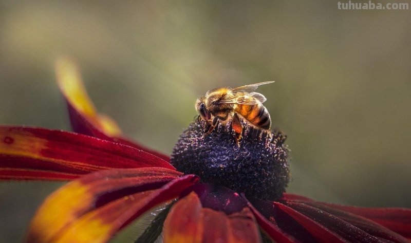 用2个字就够了，拍花朵照片想好看，摄影技巧要简单
