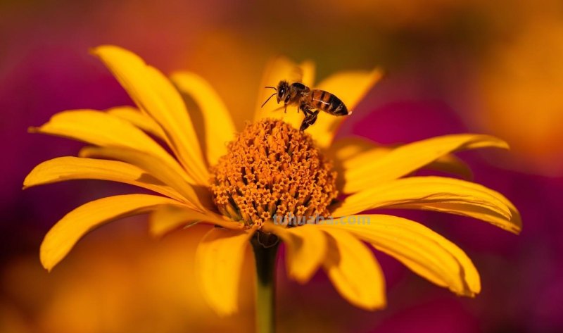 用2个字就够了，拍花朵照片想好看，摄影技巧要简单