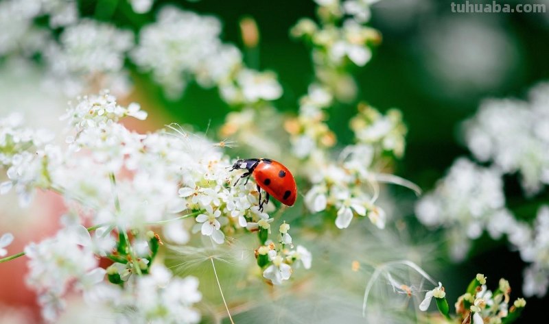 用2个字就够了，拍花朵照片想好看，摄影技巧要简单