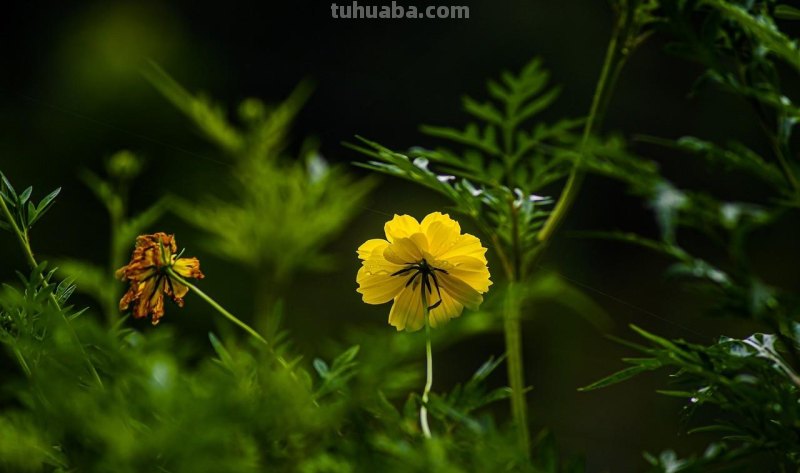 用2个字就够了，拍花朵照片想好看，摄影技巧要简单