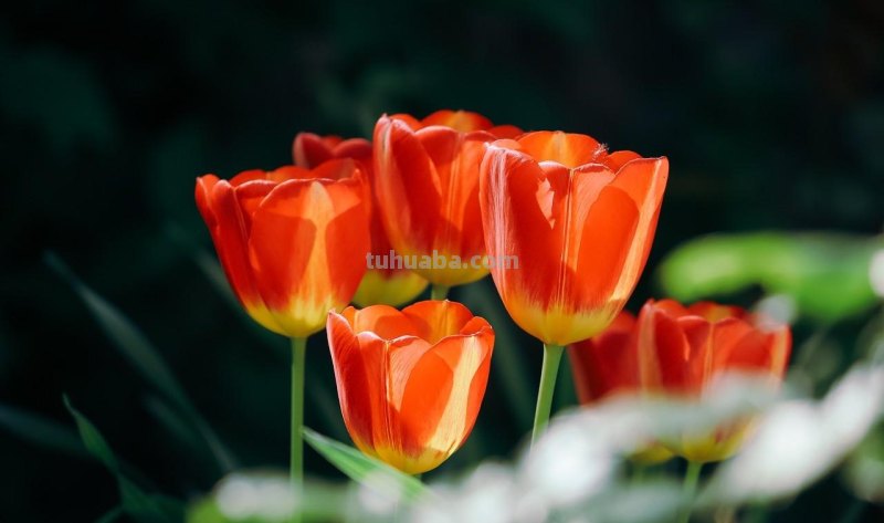 用2个字就够了，拍花朵照片想好看，摄影技巧要简单