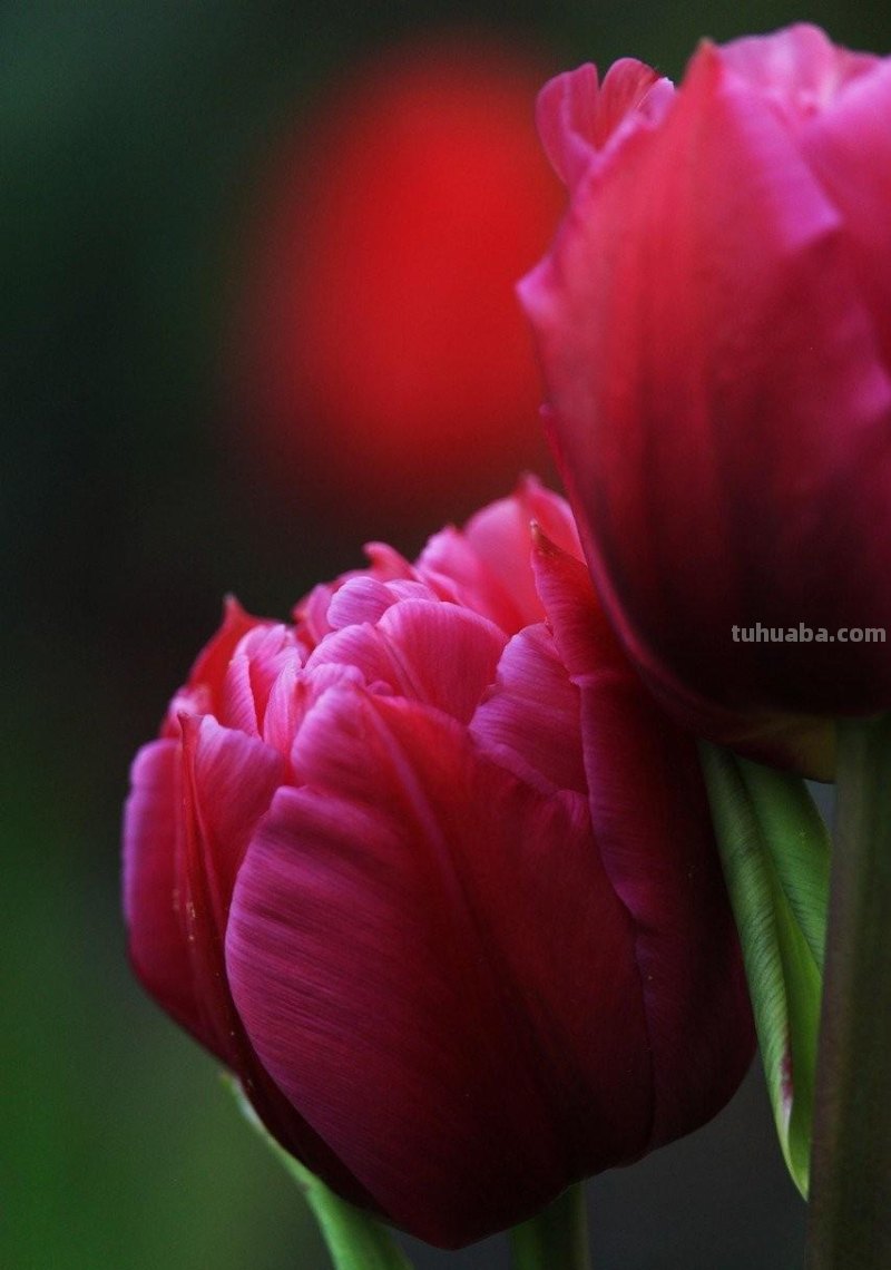 用2个字就够了，拍花朵照片想好看，摄影技巧要简单