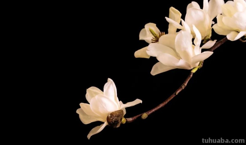 手机也能拍大片！6个必会的经典构图技巧