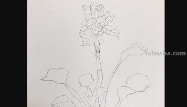 鲜花怎么画 彩铅(鲜花怎么画彩铅) 鲜花怎么画 彩铅(鲜花怎么画彩铅)