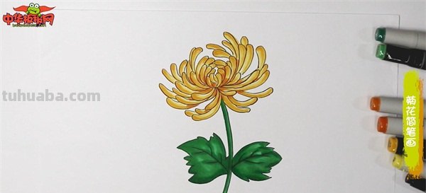 菊花怎么画简笔画图片（菊花怎么画简笔画图片大全大图）