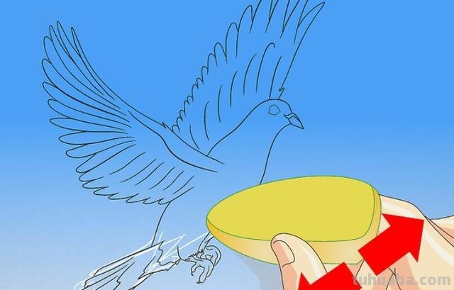 鸽子怎么画简笔画图片（和平鸽子怎么画简笔画图片）