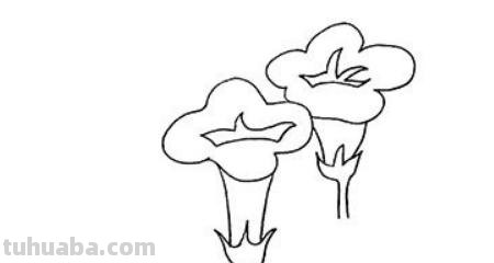 喇叭花怎么画简笔画(喇叭花怎么画简笔画又漂亮) 喇叭花怎么画简笔画(喇叭花怎么画简笔画又漂亮)