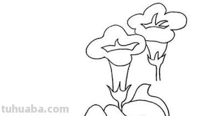 喇叭花怎么画简笔画(喇叭花怎么画简笔画又漂亮) 喇叭花怎么画简笔画(喇叭花怎么画简笔画又漂亮)