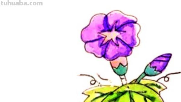 喇叭花怎么画简笔画(喇叭花怎么画简笔画又漂亮) 喇叭花怎么画简笔画(喇叭花怎么画简笔画又漂亮)