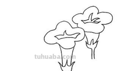 怎么画喇叭花简笔画(怎么画喇叭花简笔画教程) 怎么画喇叭花简笔画(怎么画喇叭花简笔画教程)