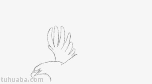 鹰翅膀彩铅画怎么画（鹰翅膀彩铅画怎么画好看）
