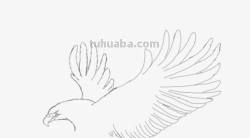 鹰翅膀彩铅画怎么画（鹰翅膀彩铅画怎么画好看）