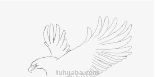 鹰翅膀彩铅画怎么画（鹰翅膀彩铅画怎么画好看）