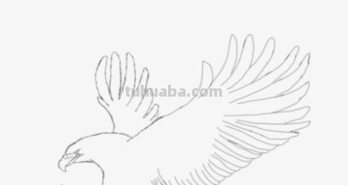 鹰翅膀彩铅画怎么画（鹰翅膀彩铅画怎么画好看）