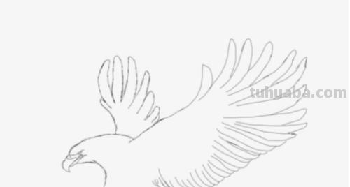 鹰翅膀彩铅画怎么画（鹰翅膀彩铅画怎么画好看）