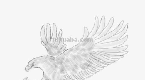 鹰翅膀彩铅画怎么画（鹰翅膀彩铅画怎么画好看）