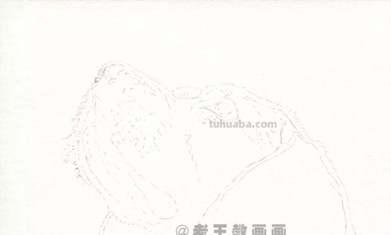 零基础素描教程，教你画一只狗