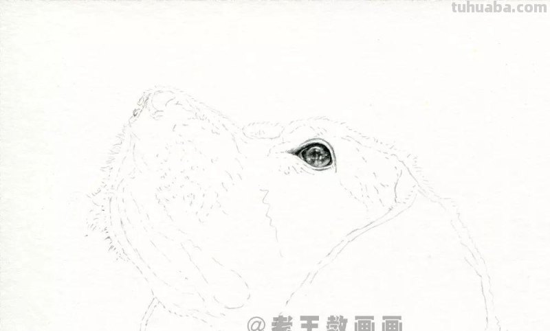 零基础素描教程，教你画一只狗