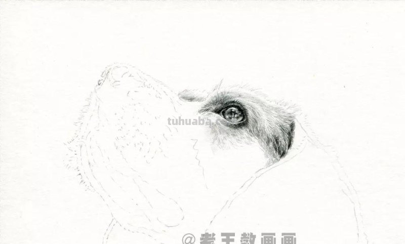 零基础素描教程，教你画一只狗