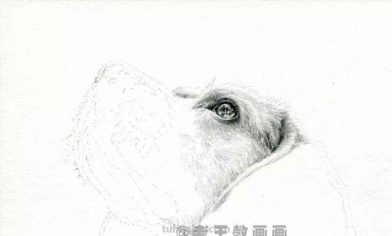 零基础素描教程，教你画一只狗