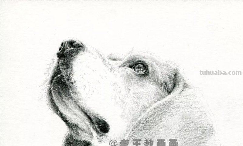 零基础素描教程，教你画一只狗