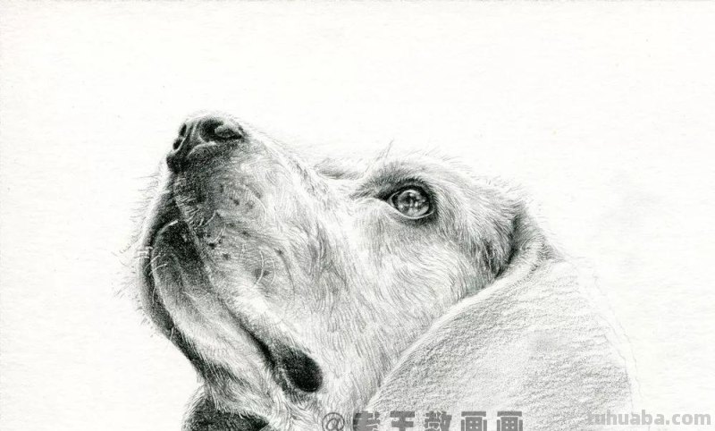 零基础素描教程，教你画一只狗