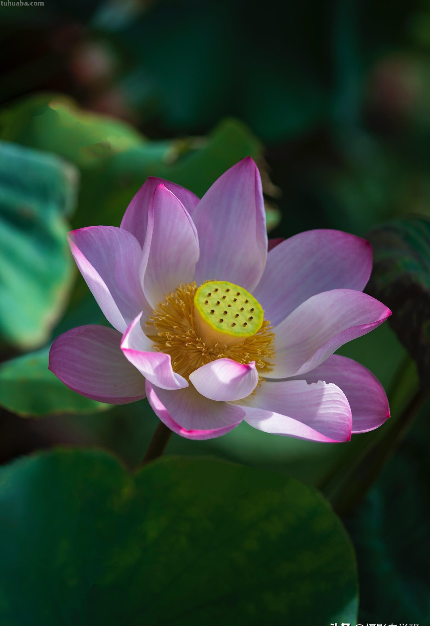 好用！拍摄荷花照片，就用这4个摄影技巧吧