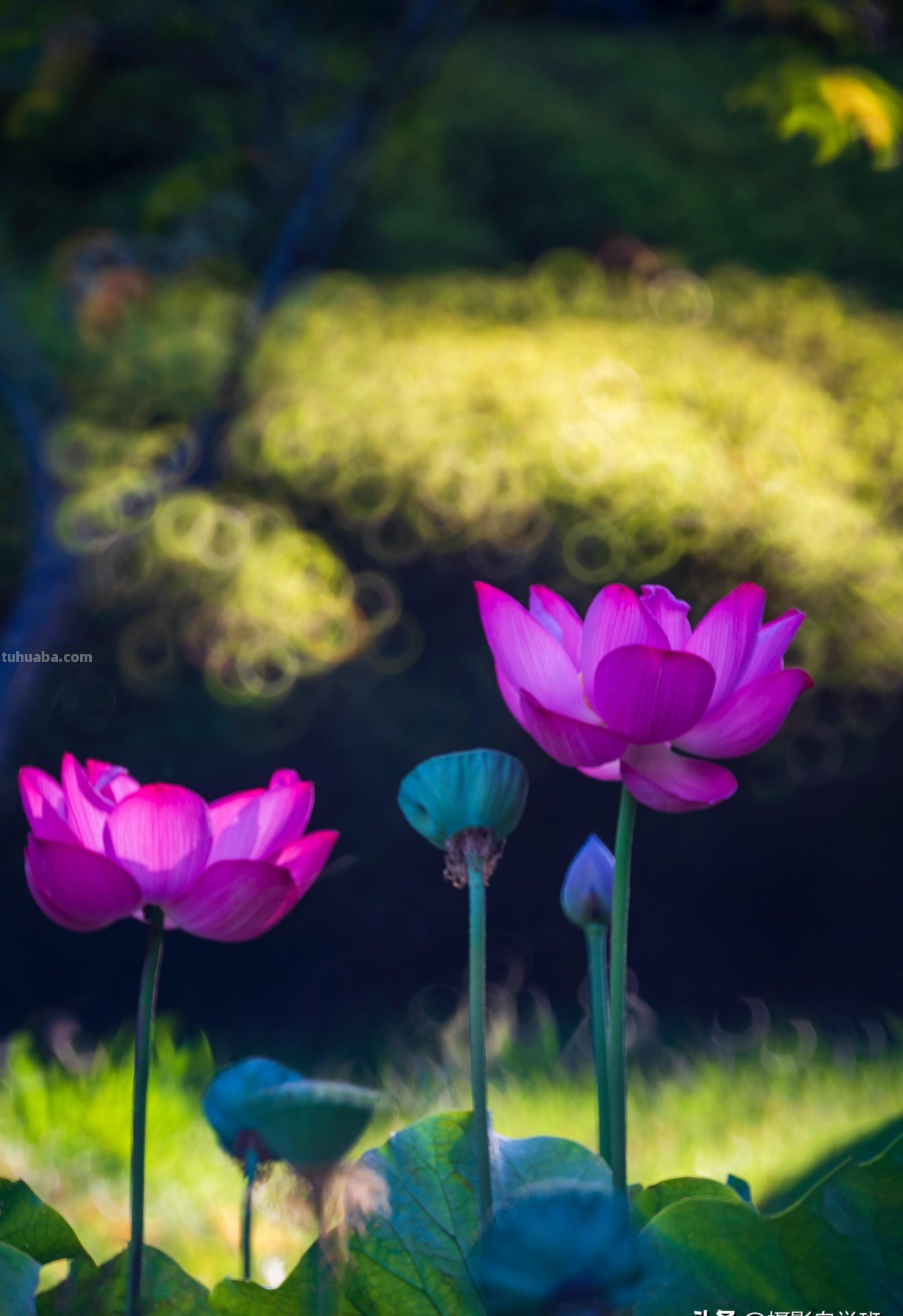 好用！拍摄荷花照片，就用这4个摄影技巧吧